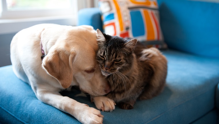 Yellow Labrador retriever and Maine coon cat cuddling together on a blue couch.