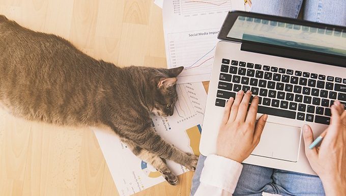 cat lying next to human on laptop