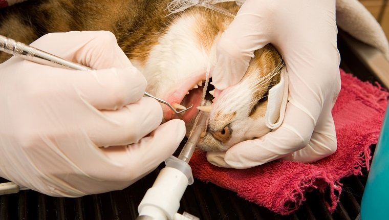 Anesthetized Cat Teeth Cleaning