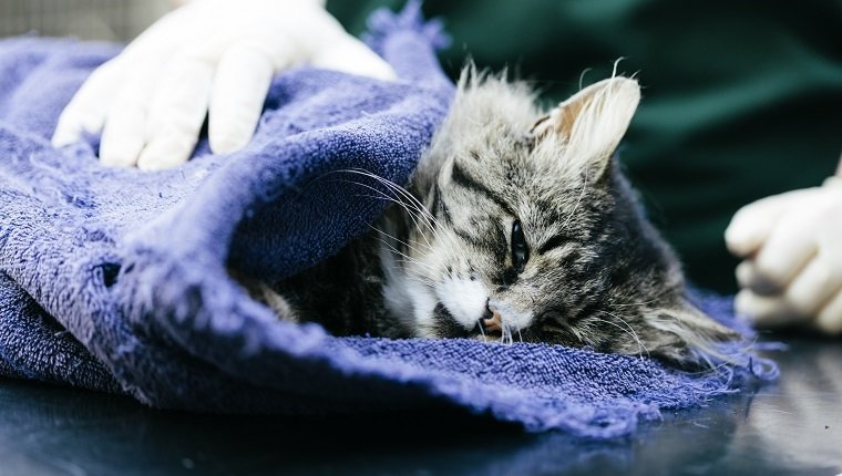 A Veterinary Nurse caring for a cat in a Veterinary Hospital. It is suspected to have been hit by a car. The cat is under anaesthetic.