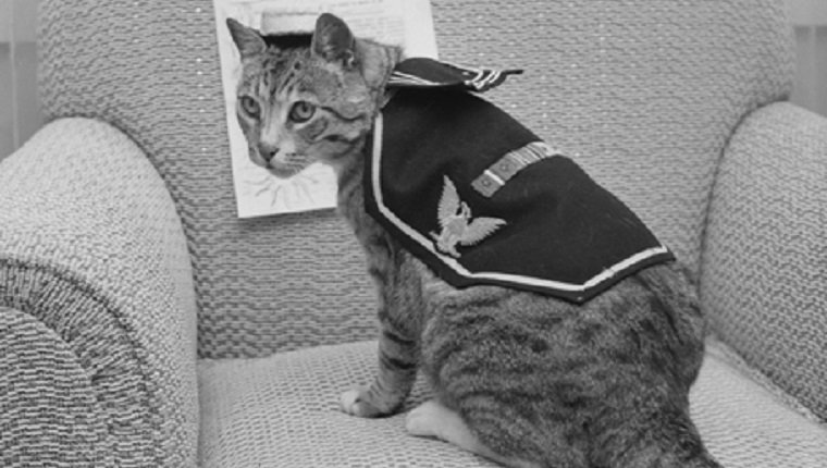 military-cats-6