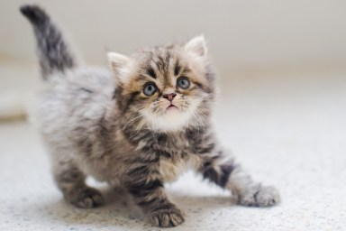 Close-Up Portrait Of Kitten