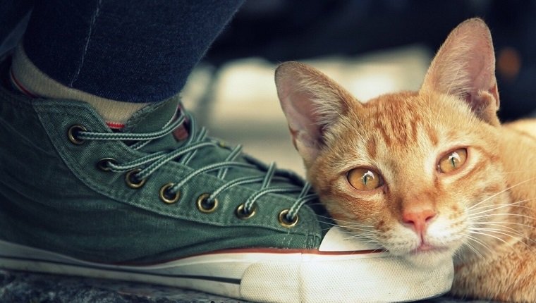 Close-Up Portrait Of Ginger Cat Sleeping On Person Foot