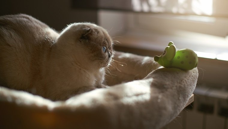 Scottish Fold kitten playing with rubber rat