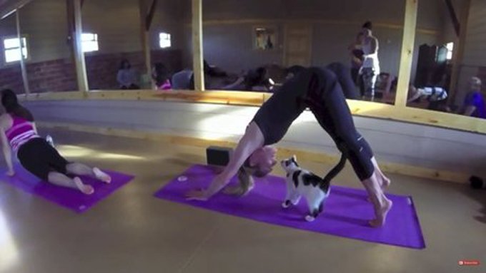 (Photo Credit: Yoga4Cats)