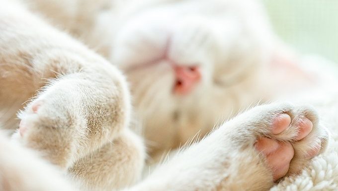 cat lying down with paw showing