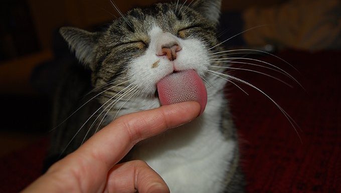 cat licking finger