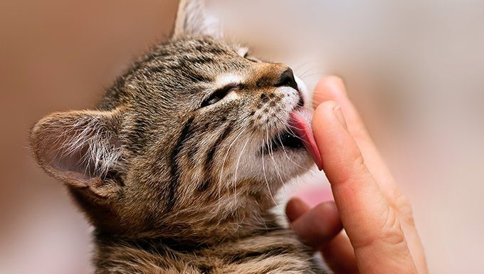 cat licking finger