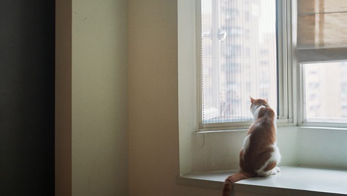 cat sitting by window