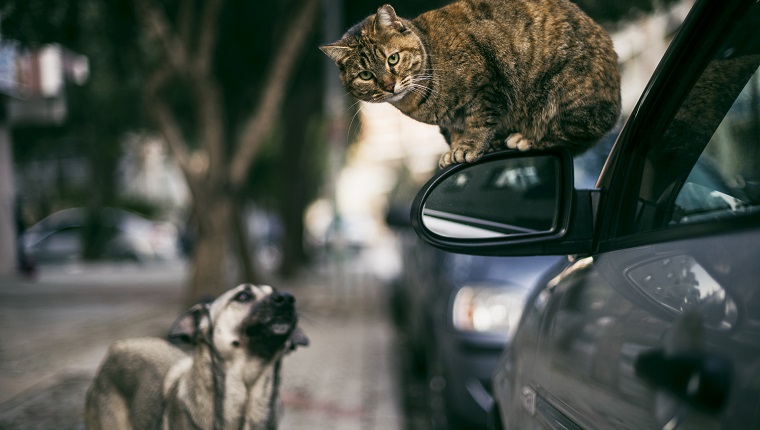 Stray Cat on Side-View Mirror and Stray Dog in The Street