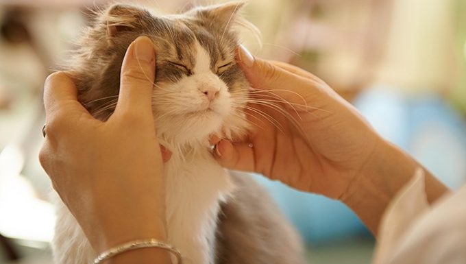 human petting cats face