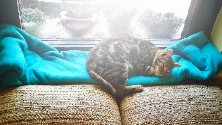 Cat resting in the window