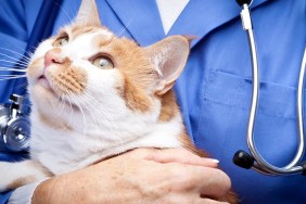 Vet holding cat.