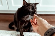 Close-up of unrecognizable woman feeding treat to her black kitten