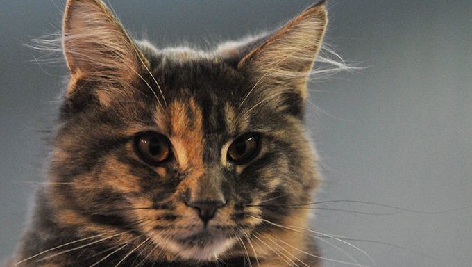 tortoiseshell cat