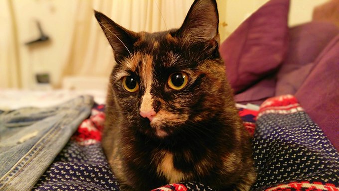 tortoiseshell cat