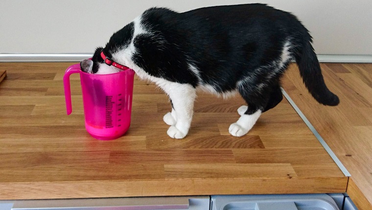 cat sticks its head in a pink measuring cup in the kitchen to drink and eat milk. black cat