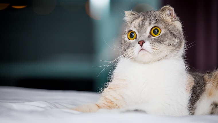 cute and curious Scottish fold cat cat sitting on bed at home