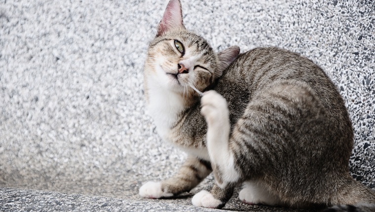 Cat trying to scratch ear.