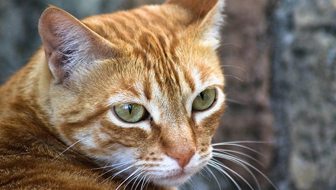 tabby cat with m on head