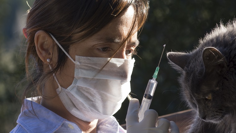 Veterinaria con la jeringa lista para inyectar al gato.