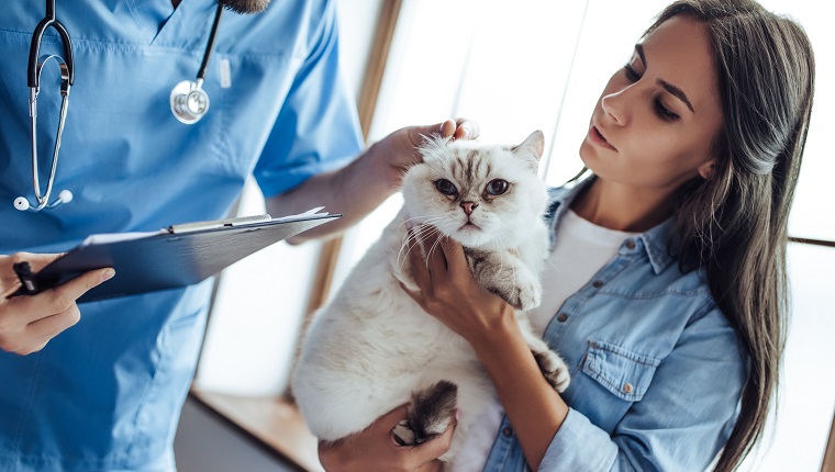 Cropped image of handsome doctor veterinarian at vet clinic is examining cute cat while his owner is standing nearby and holding pet on hands.