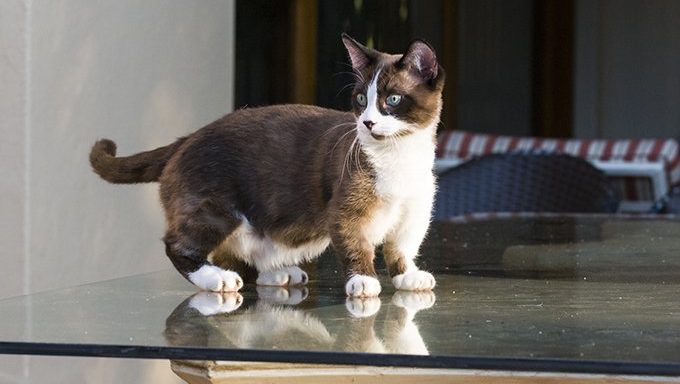 dwarf cat