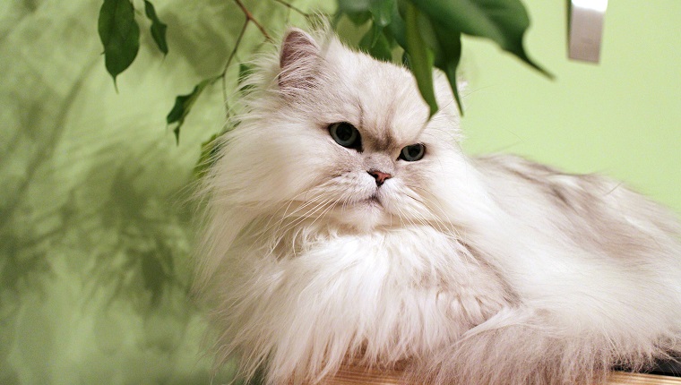 Close-Up Of Persian Cat Lying At Home