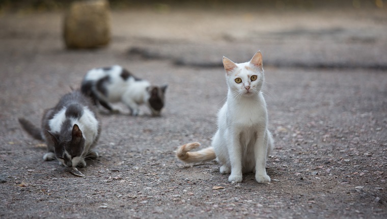 White stray cat on the streets of the city