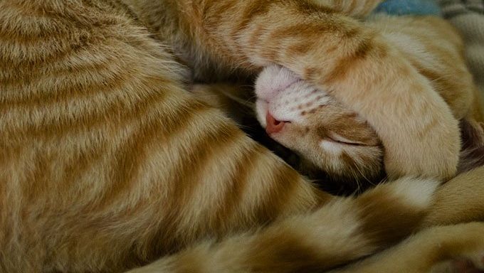 tabby cat with stripes