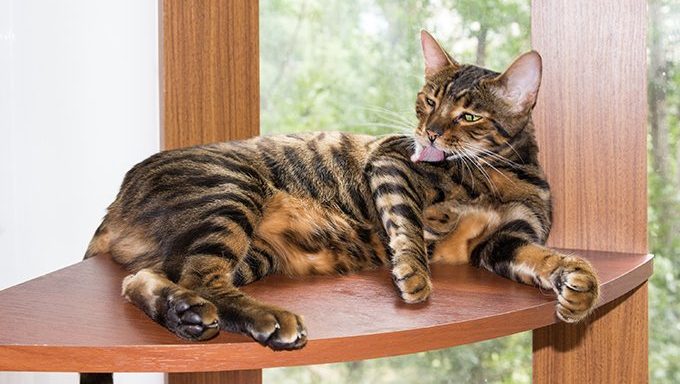 toyger