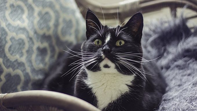 tuxedo cat on chair