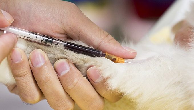 cat getting blood drawn