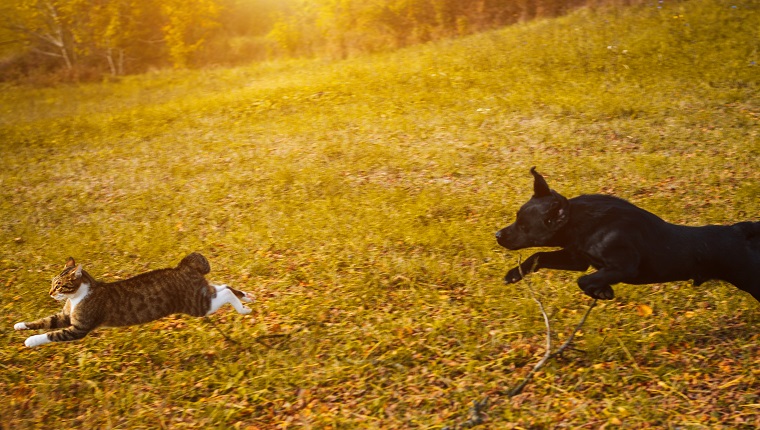 Dog, Animal, Pets, Domestic Cat, Chasing