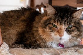 A beautiful old red, white, and black cat with the green eyes. Her name is Bella. Bella was sleeping on a chair under a table until I woke her up with my buzzing camera.