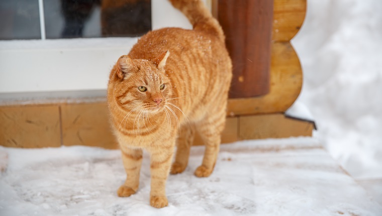 Red cat on the porch asks to go home. Ginger cat sitting outside a house door during snowfall on cold winter day.