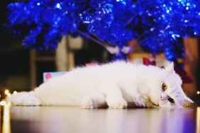 Close-Up Of Cat Lying On Floor At Home