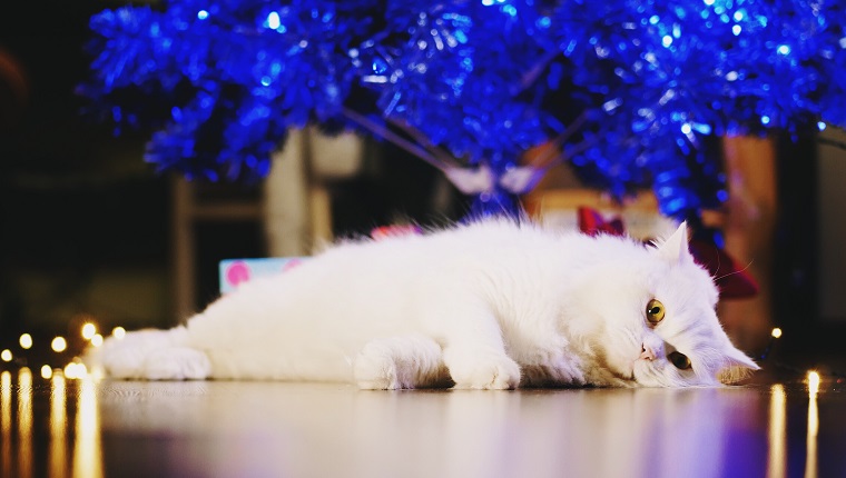 Close-Up Of Cat Lying On Floor At Home