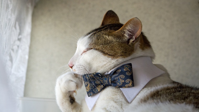 Cat with a bow tie