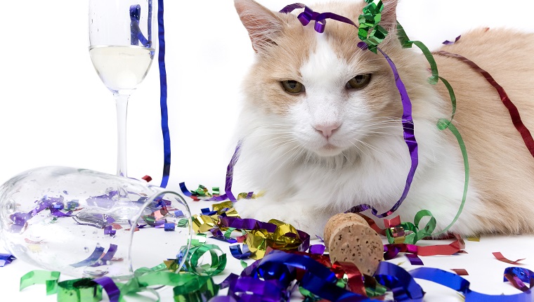 New Year's Eve is over and the only one left is the cat