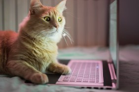 Beautiful young yellow Maine Coon cat working on laptop.