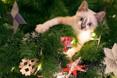 Kitten in a Christmas tree