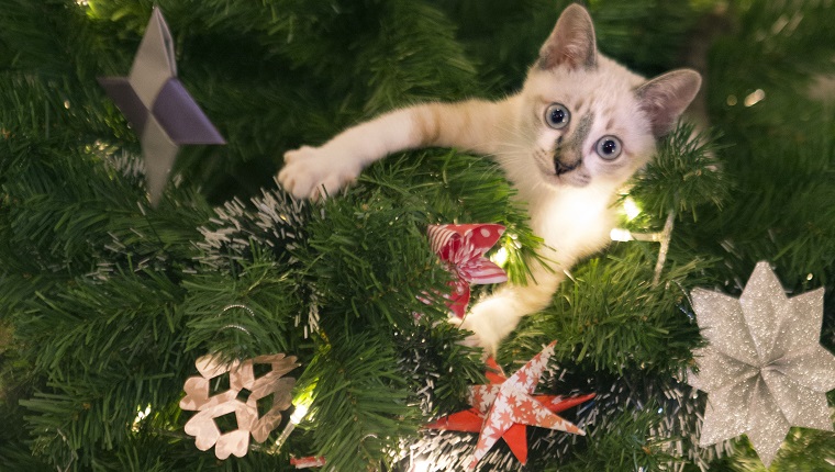 Kitten in a Christmas tree