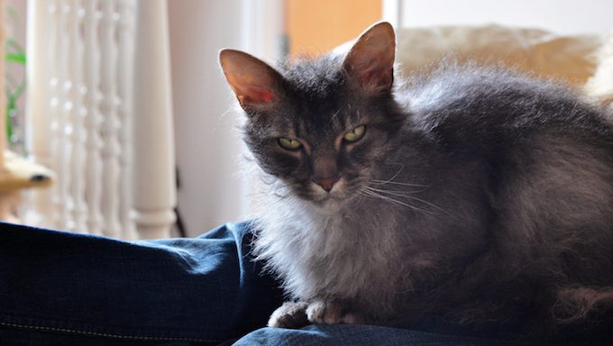 older cat sitting in home