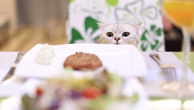 cat sitting at table eating homemade cat food