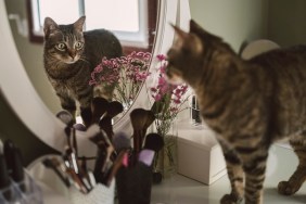 Tabby cat and its reflection, Spain.