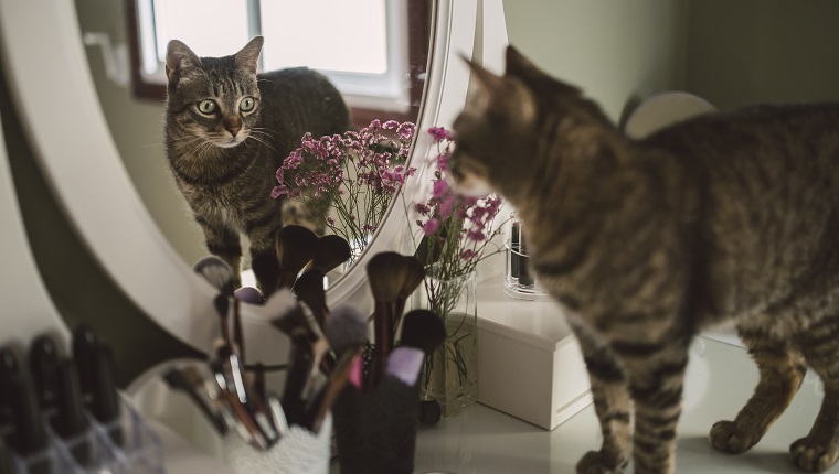 Tabby cat and its reflection, Spain.