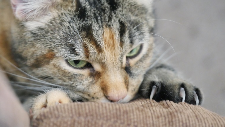 Close-Up Of Cat