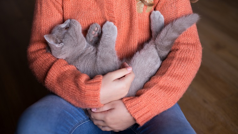 Little cat relax