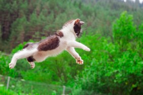 cute cat flying and jumping in the nature. closeup